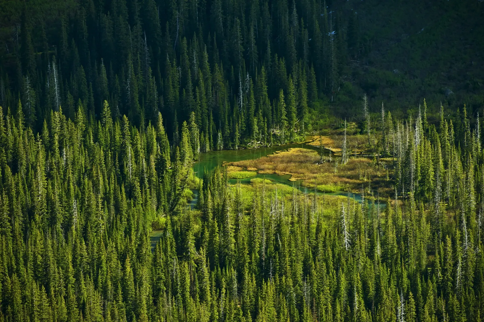 Montana Forest and Lakes